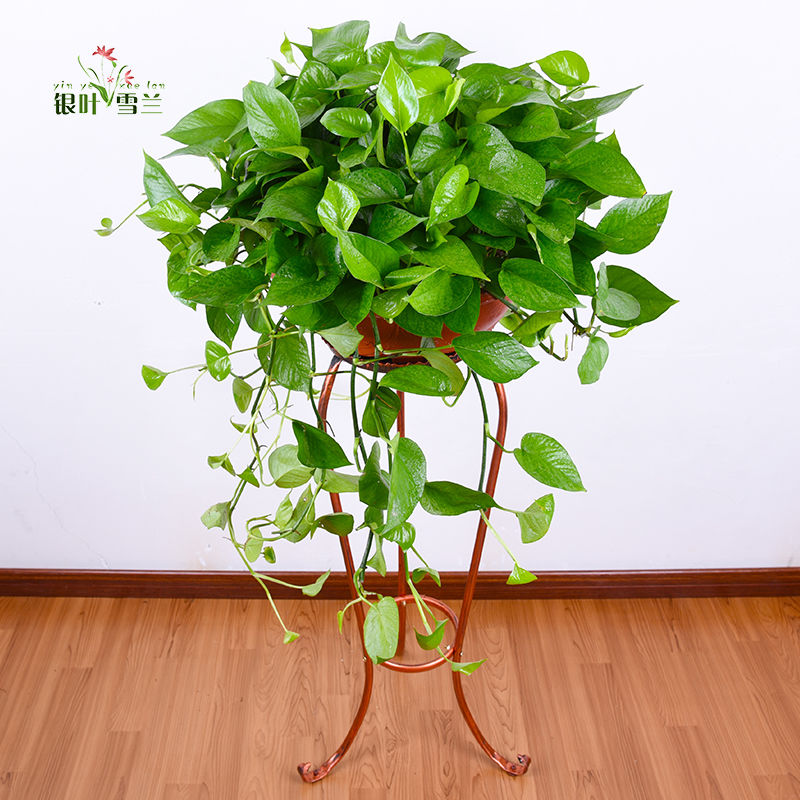 大绿萝盆栽 办公室植物 黄金葛花卉客厅室内盆景绿植 净化空气