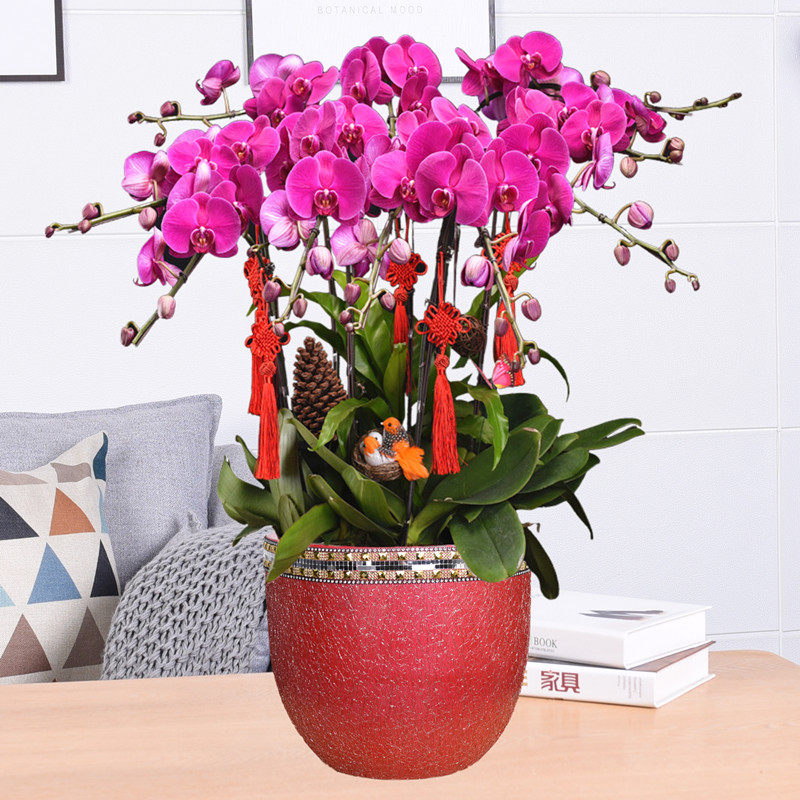 蝴蝶兰盆栽带花苞兰花客厅办公室鲜花植物开业乔迁盆景年宵花花卉