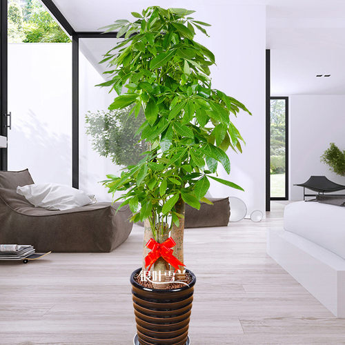 大型盆栽植物室内多少钱 大型盆栽植物室内价格 小麦优选