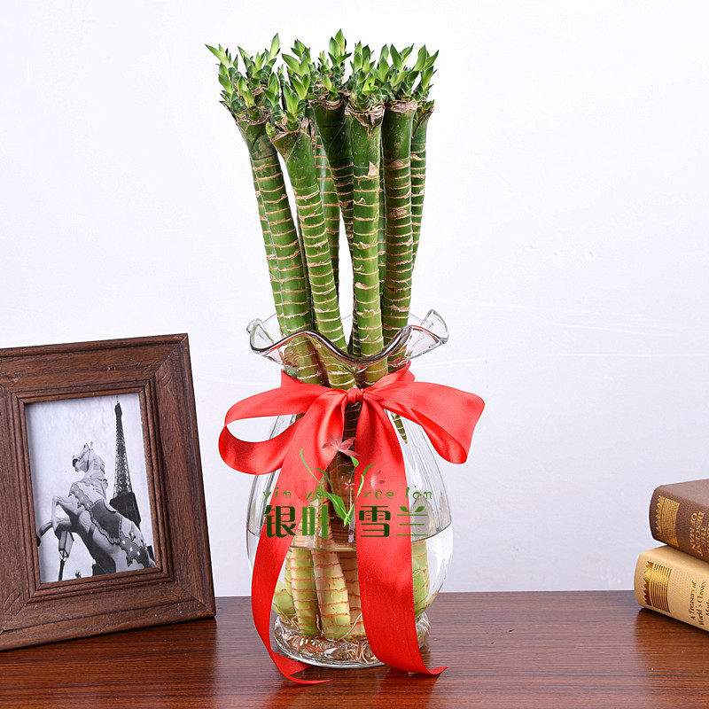 水培罗汉竹 龙竹 富贵竹水养植物办公桌绿植室内客厅书房小型盆栽