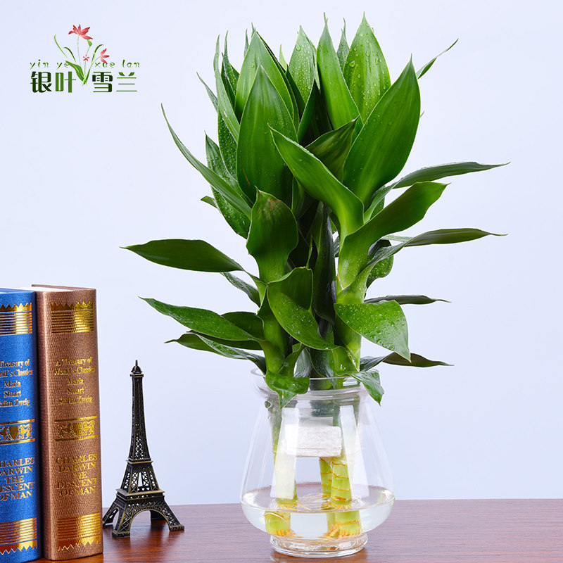 水培观音竹 桌面盆栽 室内办公室绿植花卉 有水就成活 净化空气
