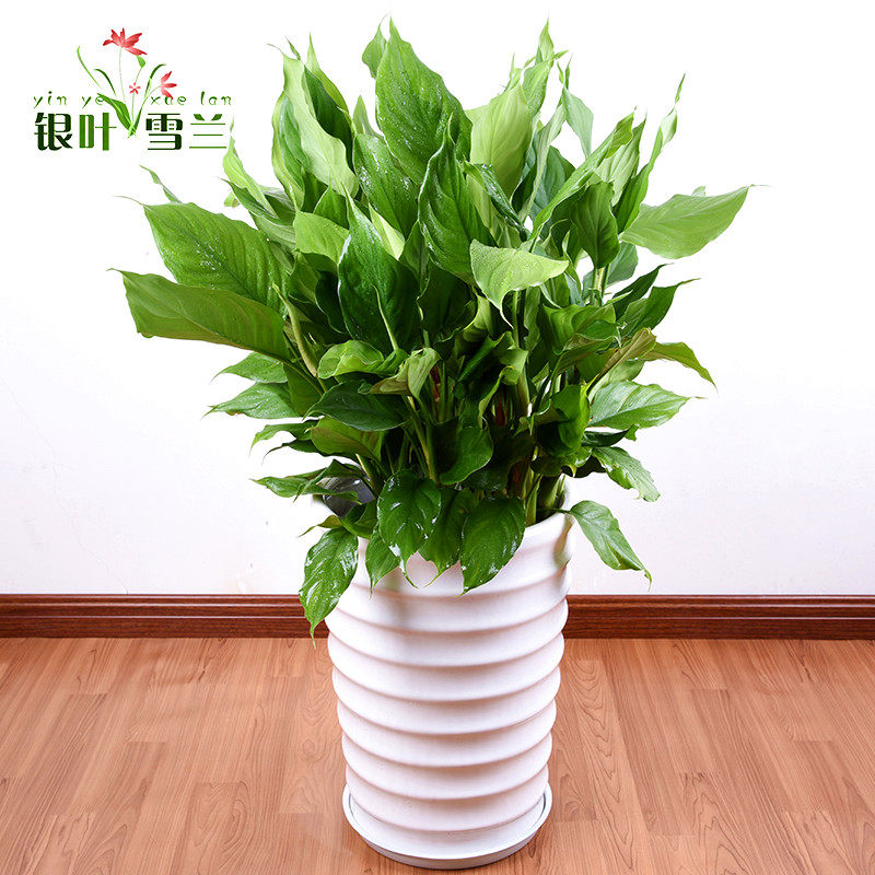 大万年青盆栽植物杭州室内客厅大型盆景花卉进化空气杭州绍兴绿植
