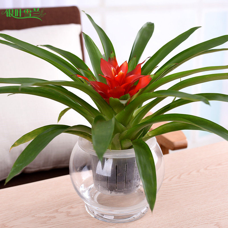 水培鸿运当头盆栽小红星室内植物凤梨花卉办公桌面客厅书房绿植