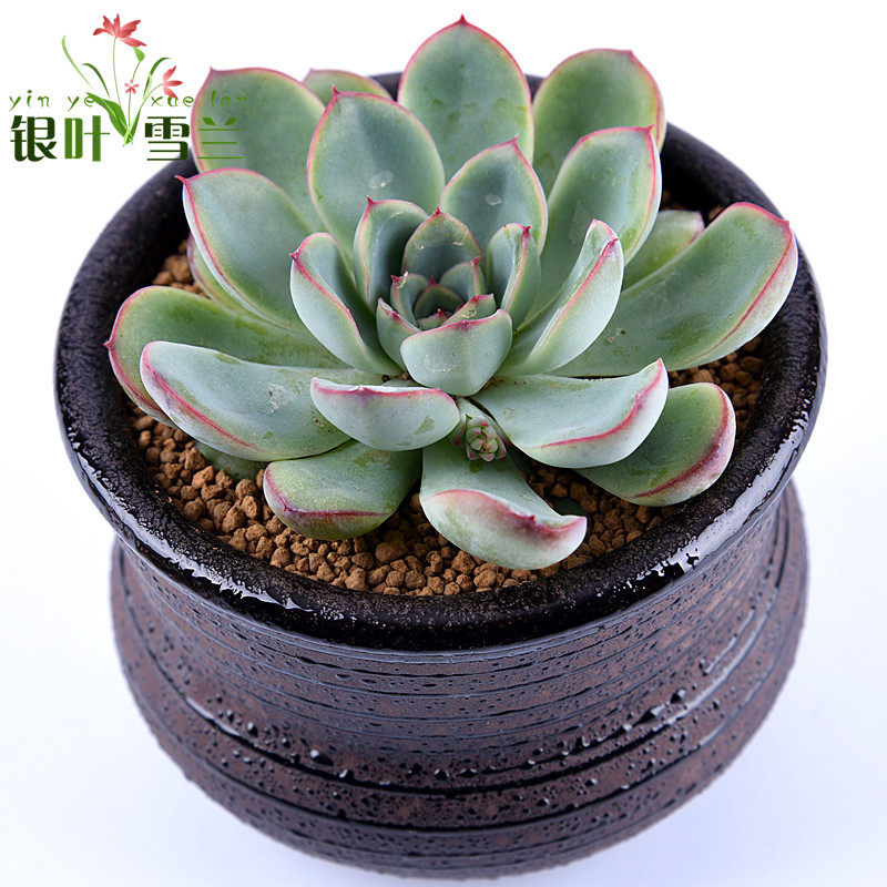 银叶雪兰 多肉植物 花月夜 盆栽绿植花卉盆花小多肉办公室内盆景