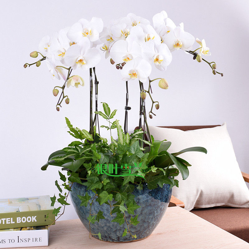 银叶雪兰精品白色蝴蝶兰盆栽客厅办公室植物乔迁年宵花杭州送货