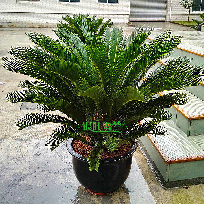 银叶雪兰 大型铁树盆景 室外庭院植物 公司别墅大厦摆放绿植盆栽
