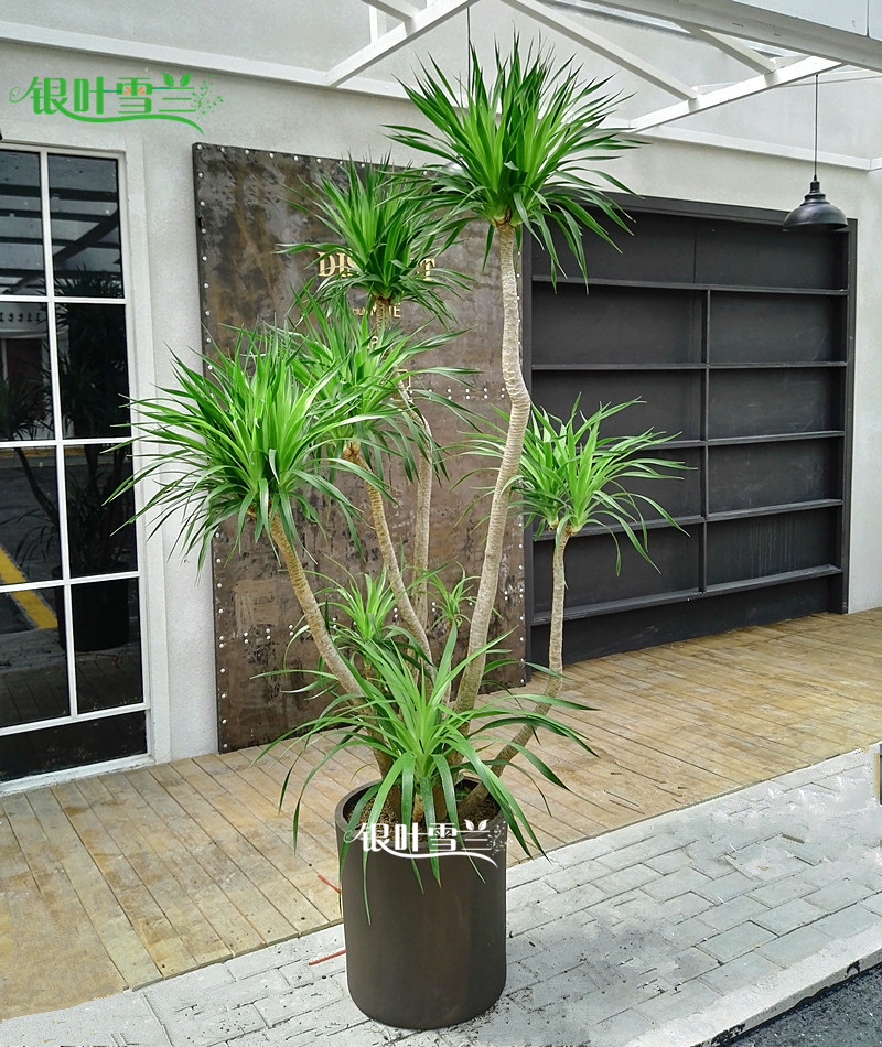大型多叉龙血树盆栽室内客厅办公室前台乔迁绿植阳台植物净化空气