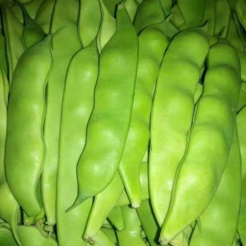 正宗东北油豆角新鲜蔬菜九月青开锅烂面豆角