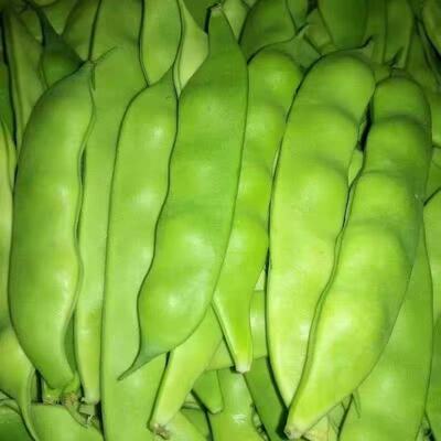 正宗东北油豆角新鲜蔬菜九月青开锅烂面豆角