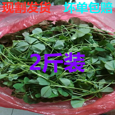 苏北特产草头新鲜蔬菜秧草