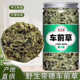 正品野生整株车前草新货中药材500g新鲜车前草干货泡茶泡水车轮草