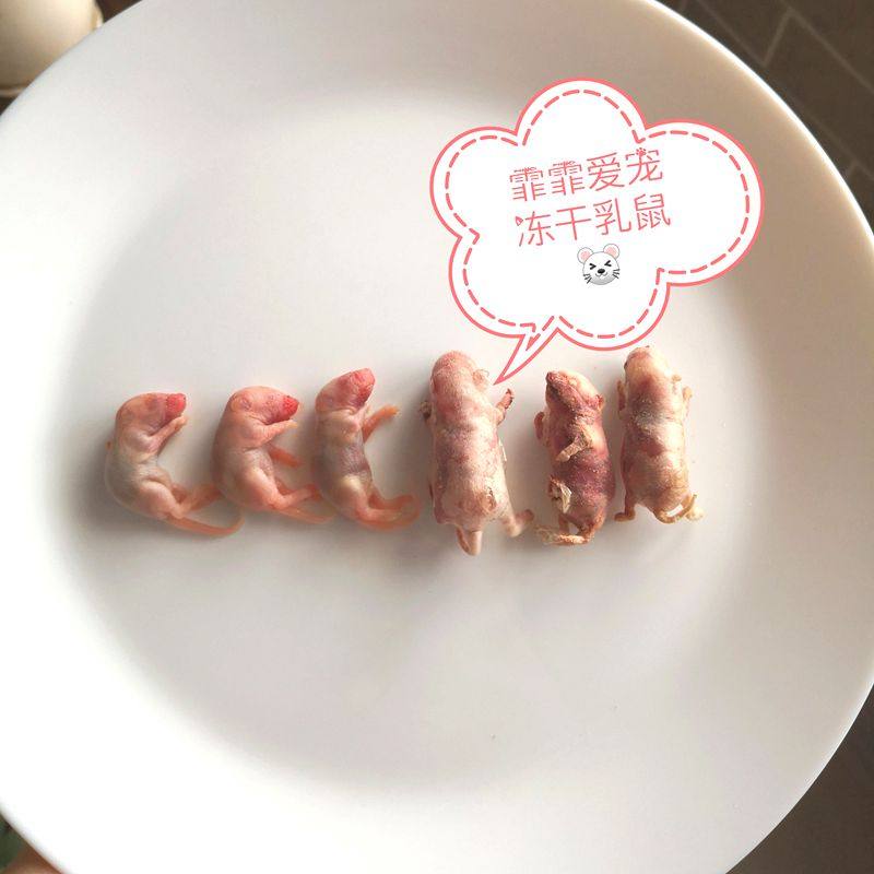 乳鼠冻干素材模板 乳鼠冻干图片下载 小麦优选