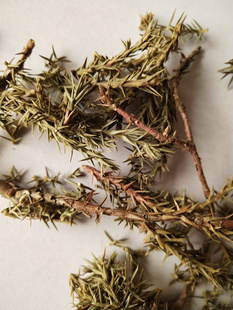 刺柏 500克 别名 刺柏叶 柏叶 杜松树叶.山刺柏 短柏木包邮