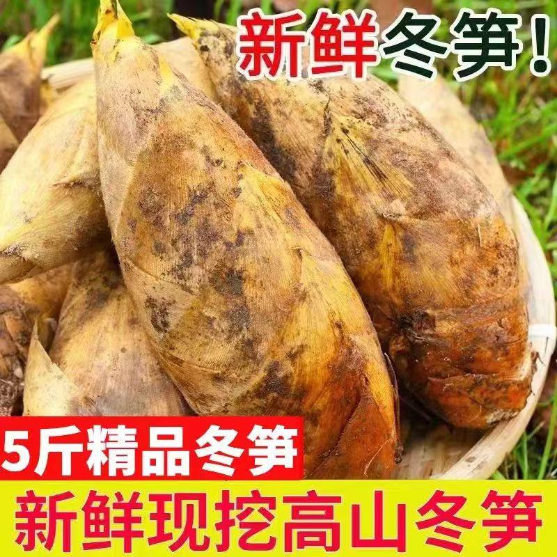 2026冬笋新鲜现挖四川野生竹笋黄泥大冬笋楠竹嫩笋子甜带壳两头尖