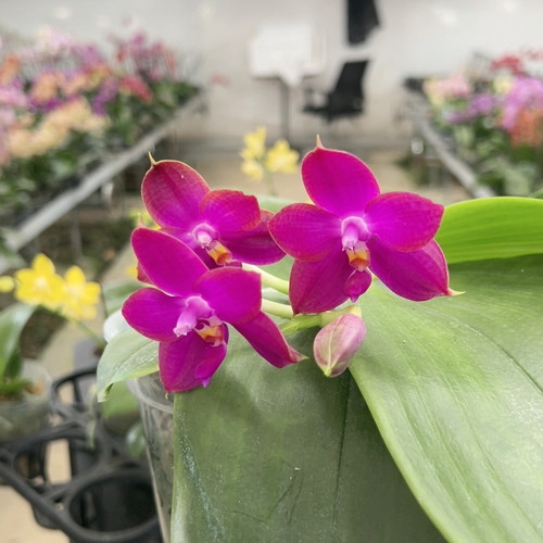 1726五寸原生（送柳林小星星一棵）