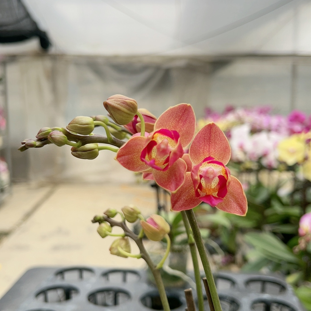 0942红色小花三角两眼变异三花剑3寸加高杯,鲜花速递/花卉仿真/绿植园艺,国兰/杂交兰/洋兰类,淘宝优惠券,粉丝福利购,淘宝优惠卷