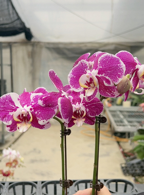 0869实生双剑2.8杯