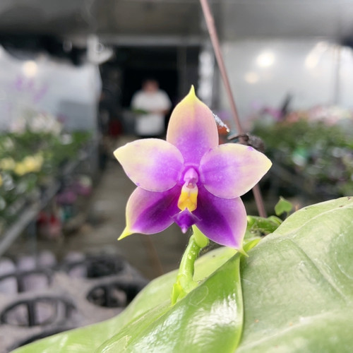 7348。3.5大杯原生种