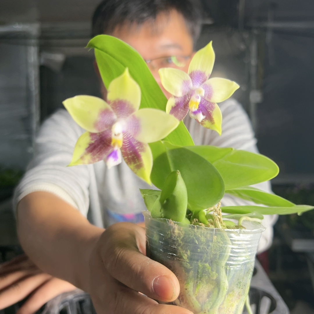 E161。原生种 清仓大甩卖