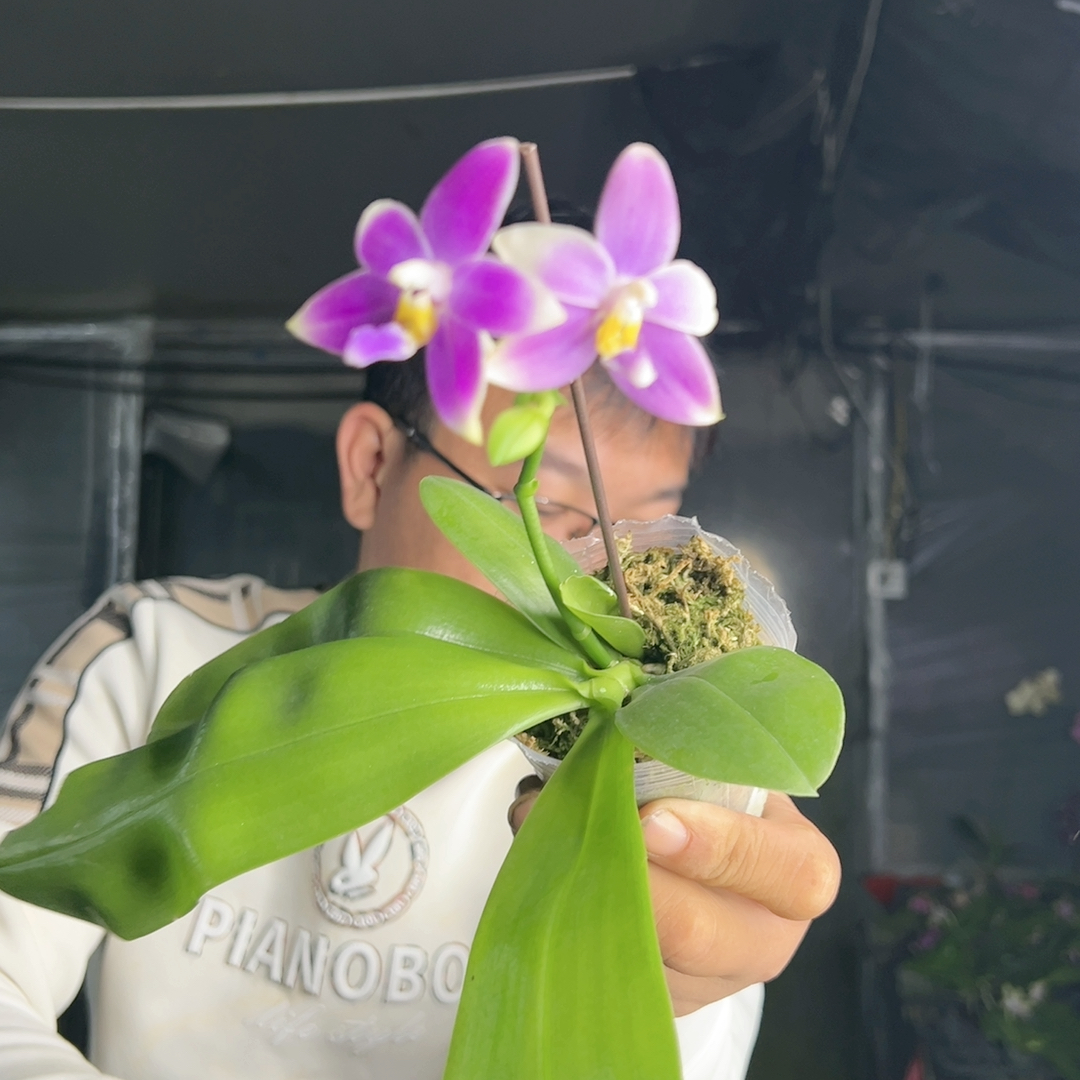 E356。浅紫色系原生种 清仓大甩卖