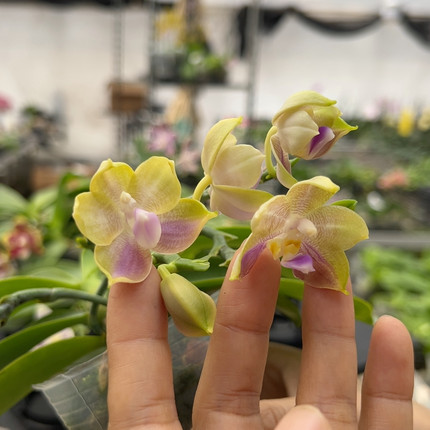 0587绝绝子原生4花剑有花牌叶片微微瑕