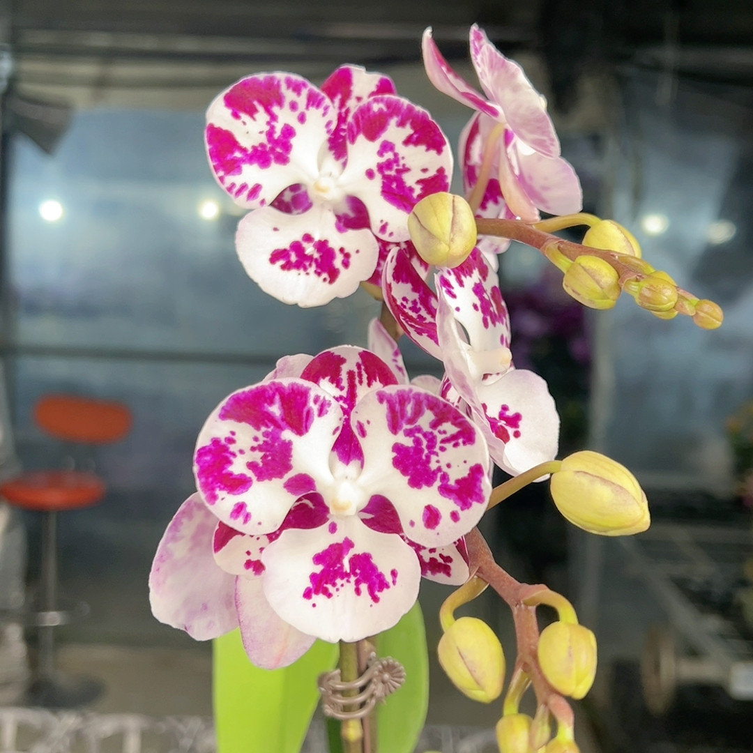 0597。蓝莓果酱双梗,鲜花速递/花卉仿真/绿植园艺,国兰/杂交兰/洋兰类,淘宝优惠券,粉丝福利购,淘宝优惠卷