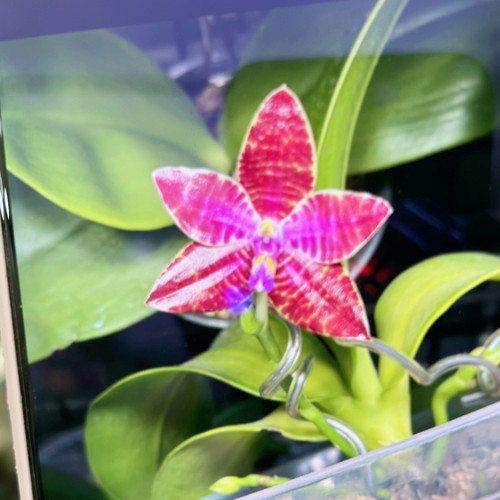 山采红路德兄弟交分生2.5寸苗苗