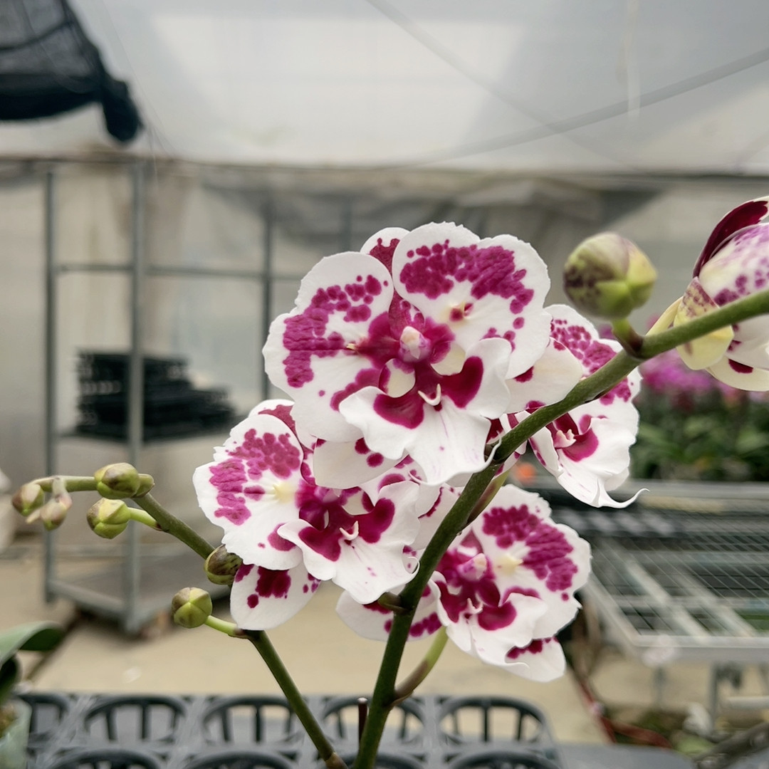 0725一千零一夜两眼破烂边变异3.0杯,鲜花速递/花卉仿真/绿植园艺,国兰/杂交兰/洋兰类,淘宝优惠券,粉丝福利购,淘宝优惠卷