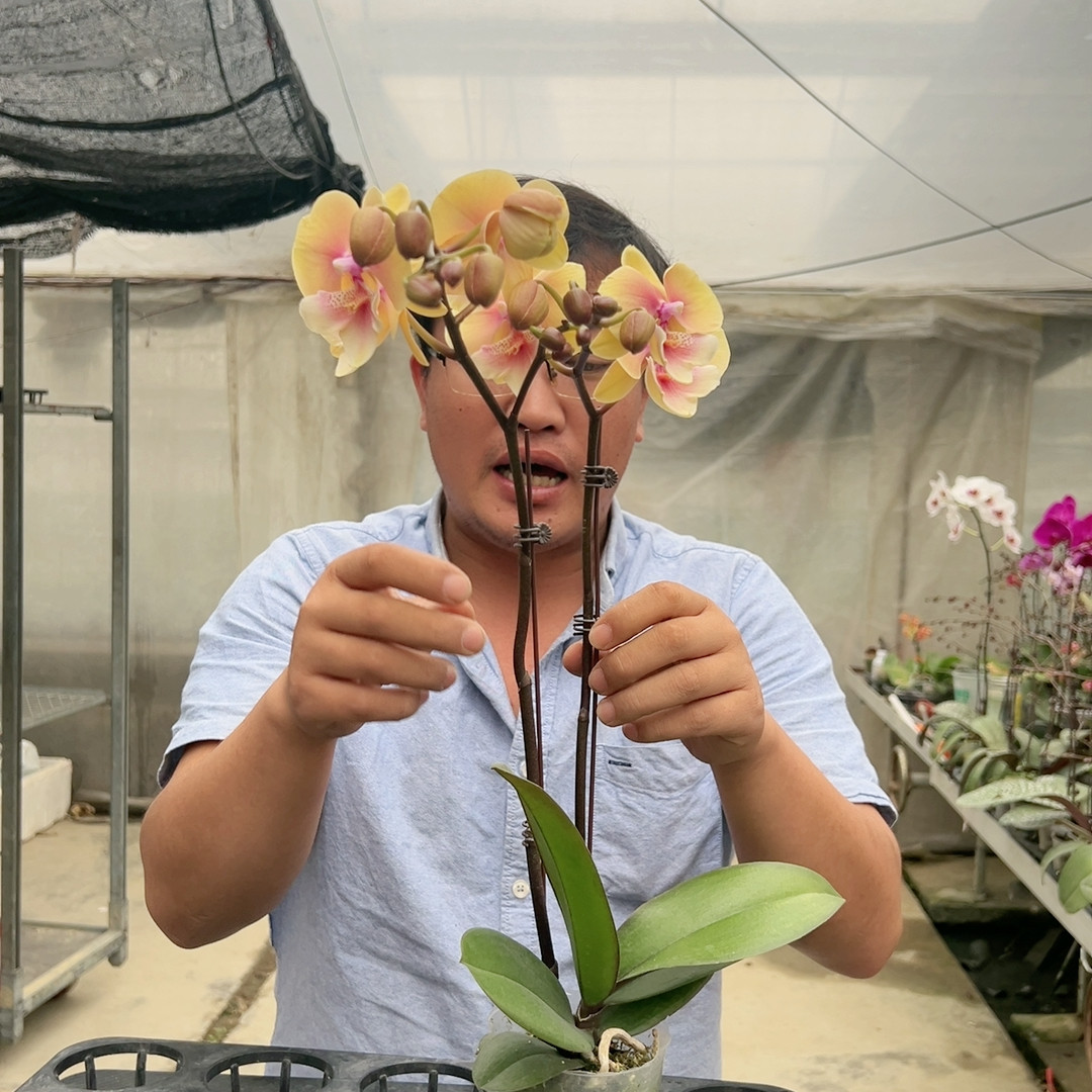 1456。黄桃之梦双梗开花株,鲜花速递/花卉仿真/绿植园艺,国兰/杂交兰/洋兰类,淘宝优惠券,粉丝福利购,淘宝优惠卷