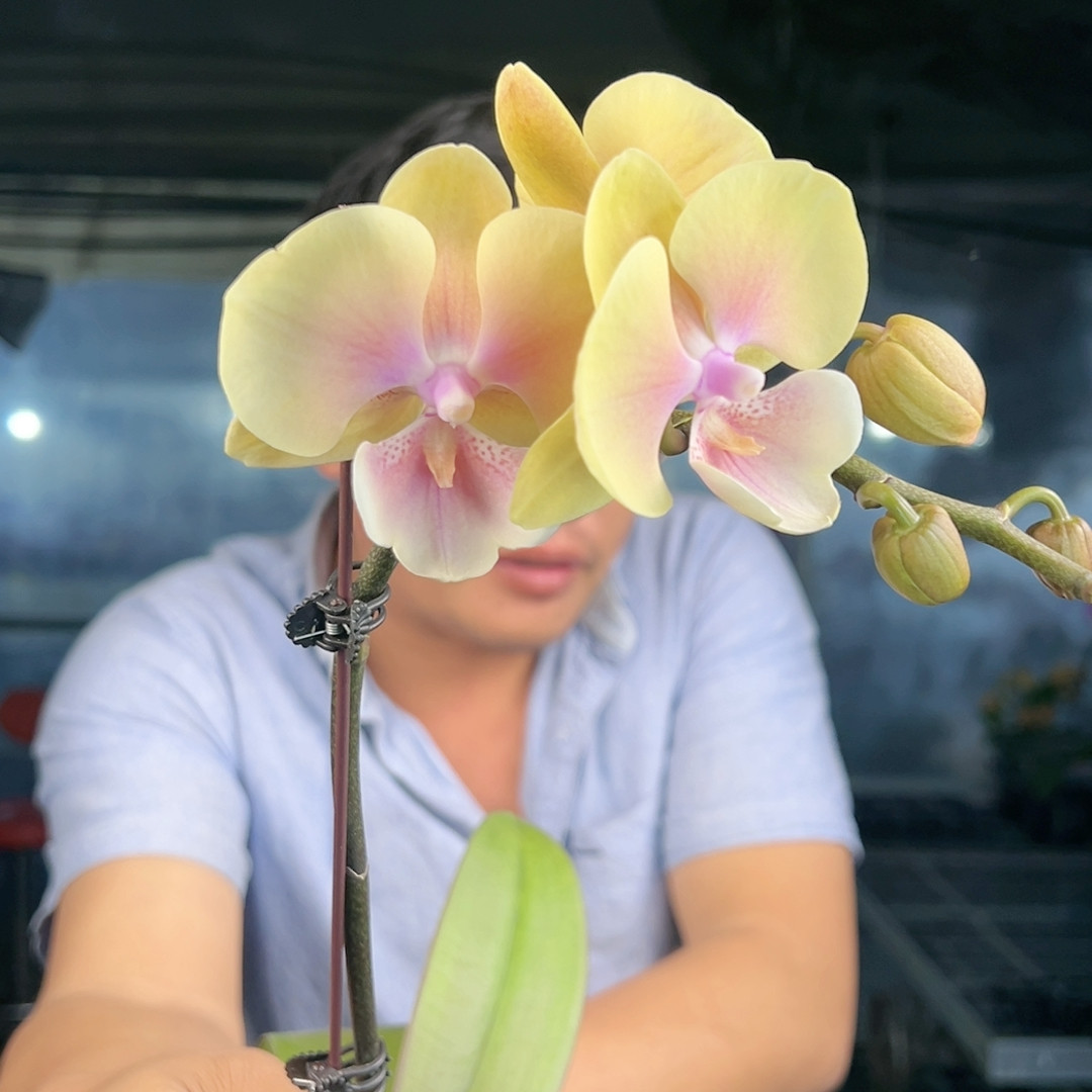 0567。桃面玉唇开花株,鲜花速递/花卉仿真/绿植园艺,国兰/杂交兰/洋兰类,淘宝优惠券,粉丝福利购,淘宝优惠卷