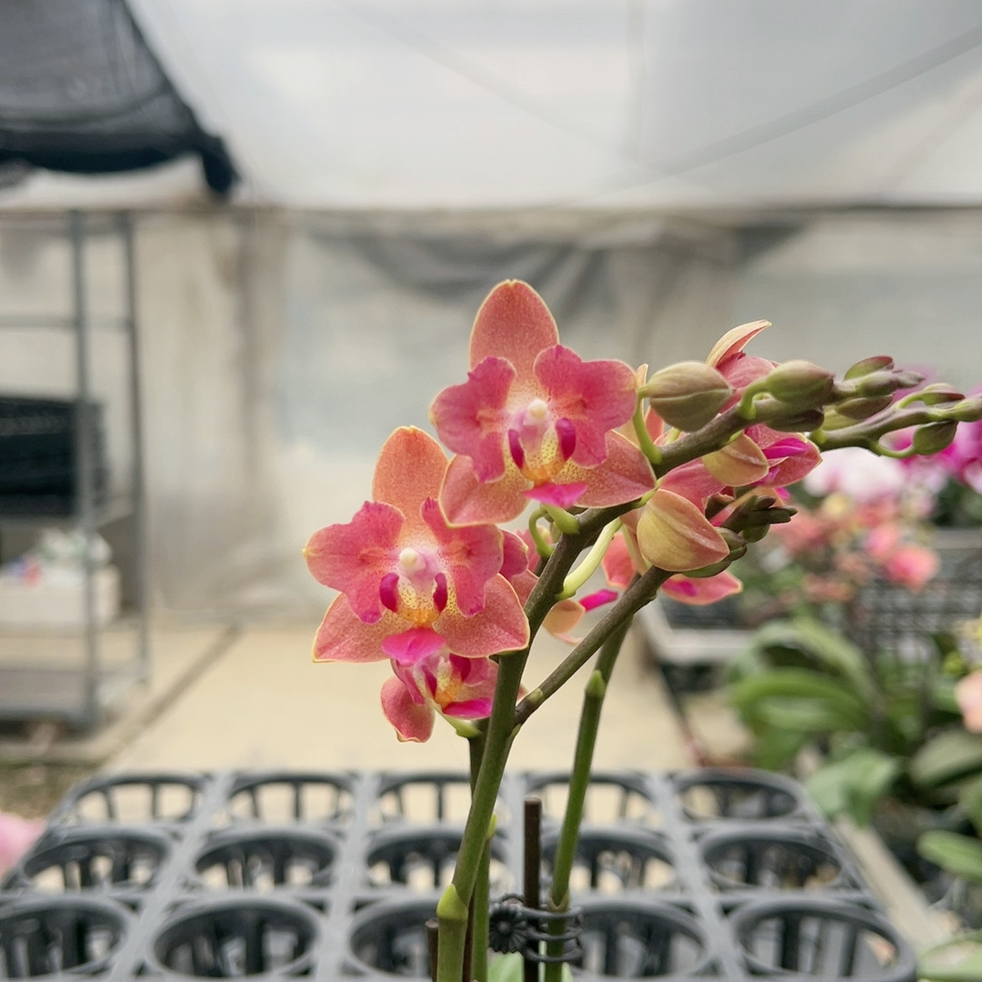 0803红色小花带香两眼小翅膀变异三花剑3寸加高杯,鲜花速递/花卉仿真/绿植园艺,国兰/杂交兰/洋兰类,淘宝优惠券,粉丝福利购,淘宝优惠卷