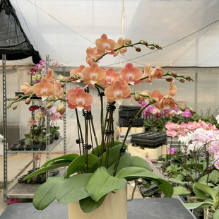 2683鲑鱼组盆四苗八花剑