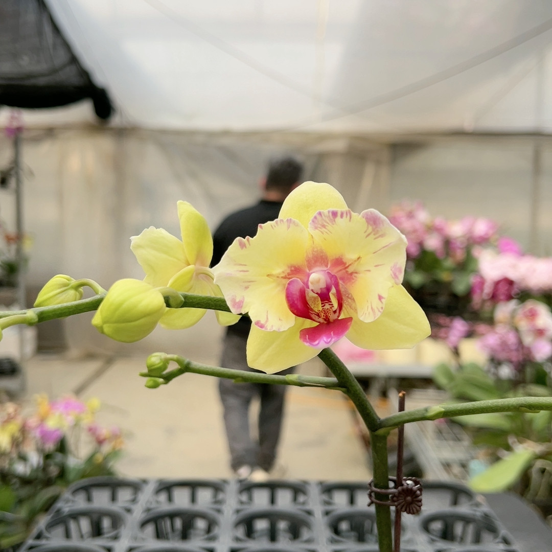 0430朝日两眼破烂边变异3.0杯,鲜花速递/花卉仿真/绿植园艺,国兰/杂交兰/洋兰类,淘宝优惠券,粉丝福利购,淘宝优惠卷