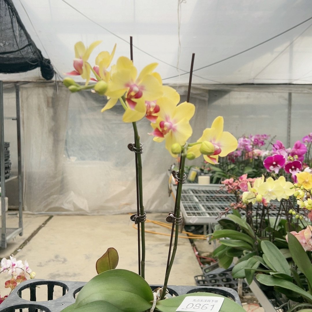 0861。实生双梗,鲜花速递/花卉仿真/绿植园艺,国兰/杂交兰/洋兰类,淘宝优惠券,粉丝福利购,淘宝优惠卷