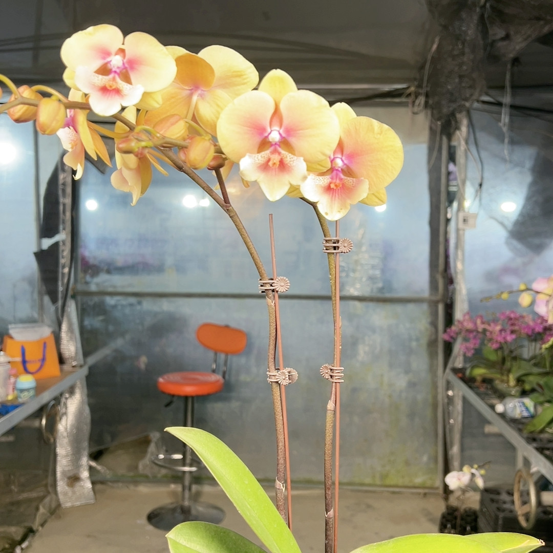 0916  黄桃之梦双梗3.0,鲜花速递/花卉仿真/绿植园艺,国兰/杂交兰/洋兰类,淘宝优惠券,粉丝福利购,淘宝优惠卷