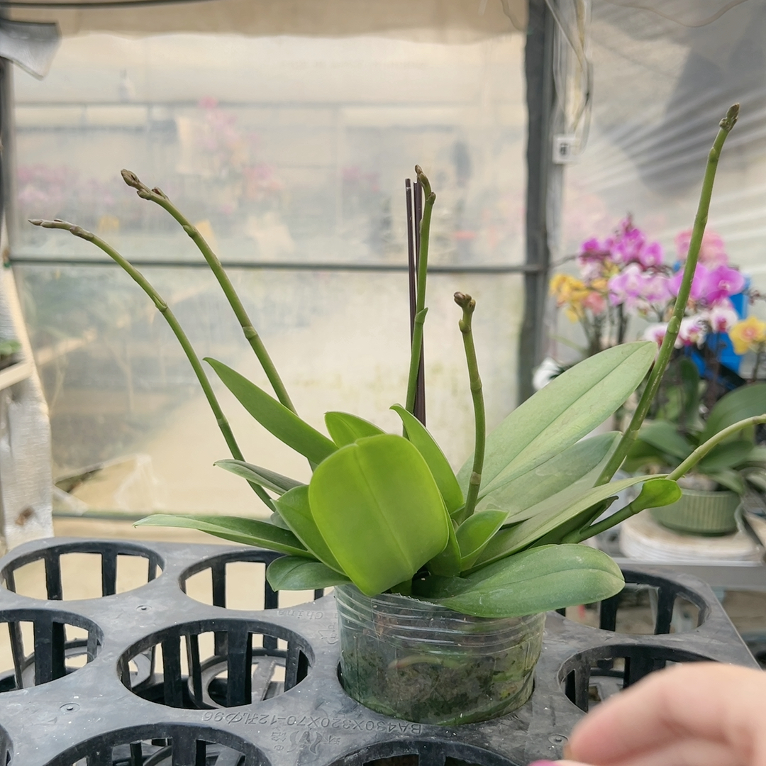 C440  新品上新：白天鹅 丰花 多苗6梗