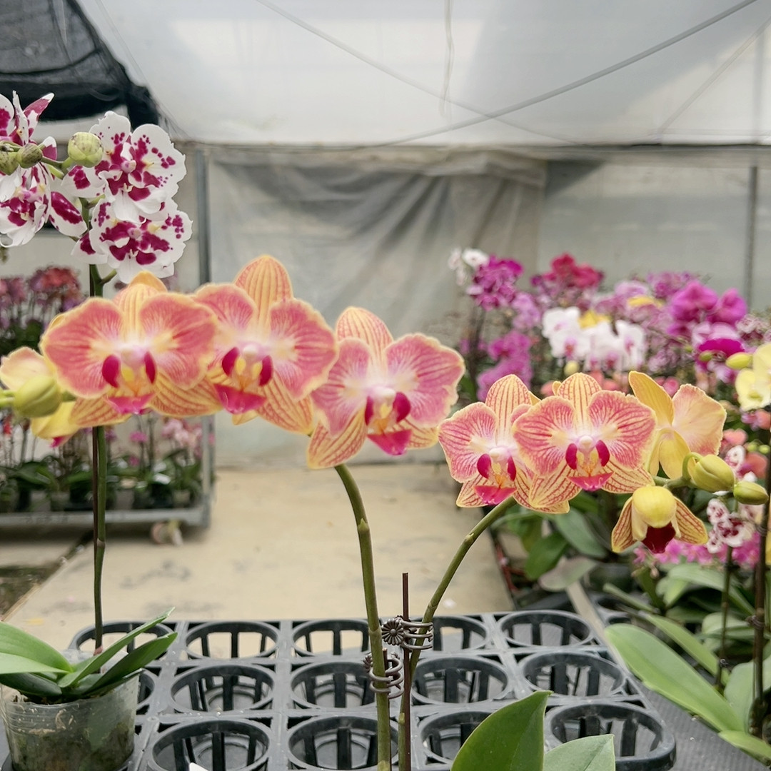 0620金山两眼破烂边变异双剑3.0杯,鲜花速递/花卉仿真/绿植园艺,国兰/杂交兰/洋兰类,淘宝优惠券,粉丝福利购,淘宝优惠卷