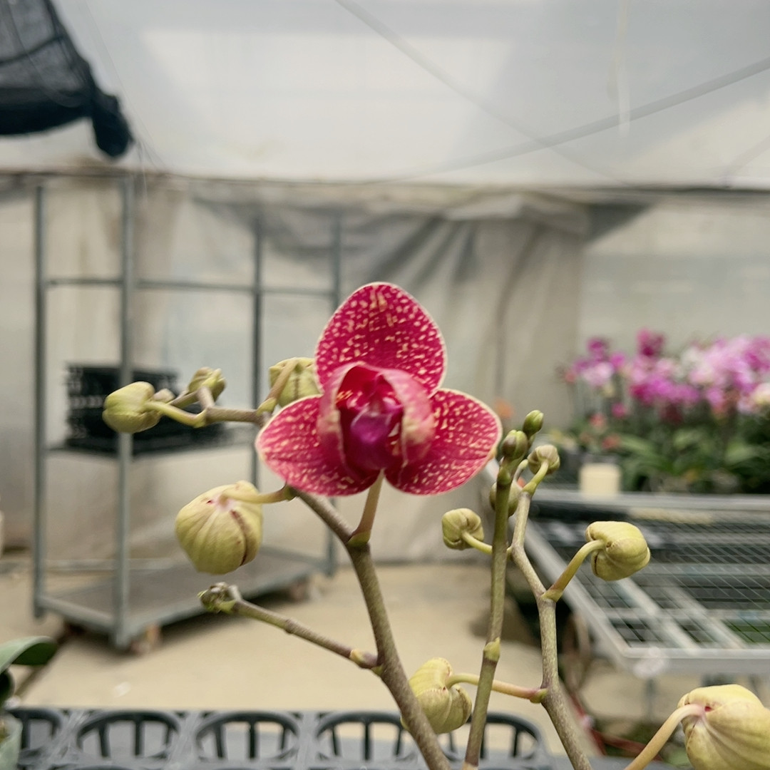 0728赛跑的女神两眼变异双剑3.0杯,鲜花速递/花卉仿真/绿植园艺,国兰/杂交兰/洋兰类,淘宝优惠券,粉丝福利购,淘宝优惠卷