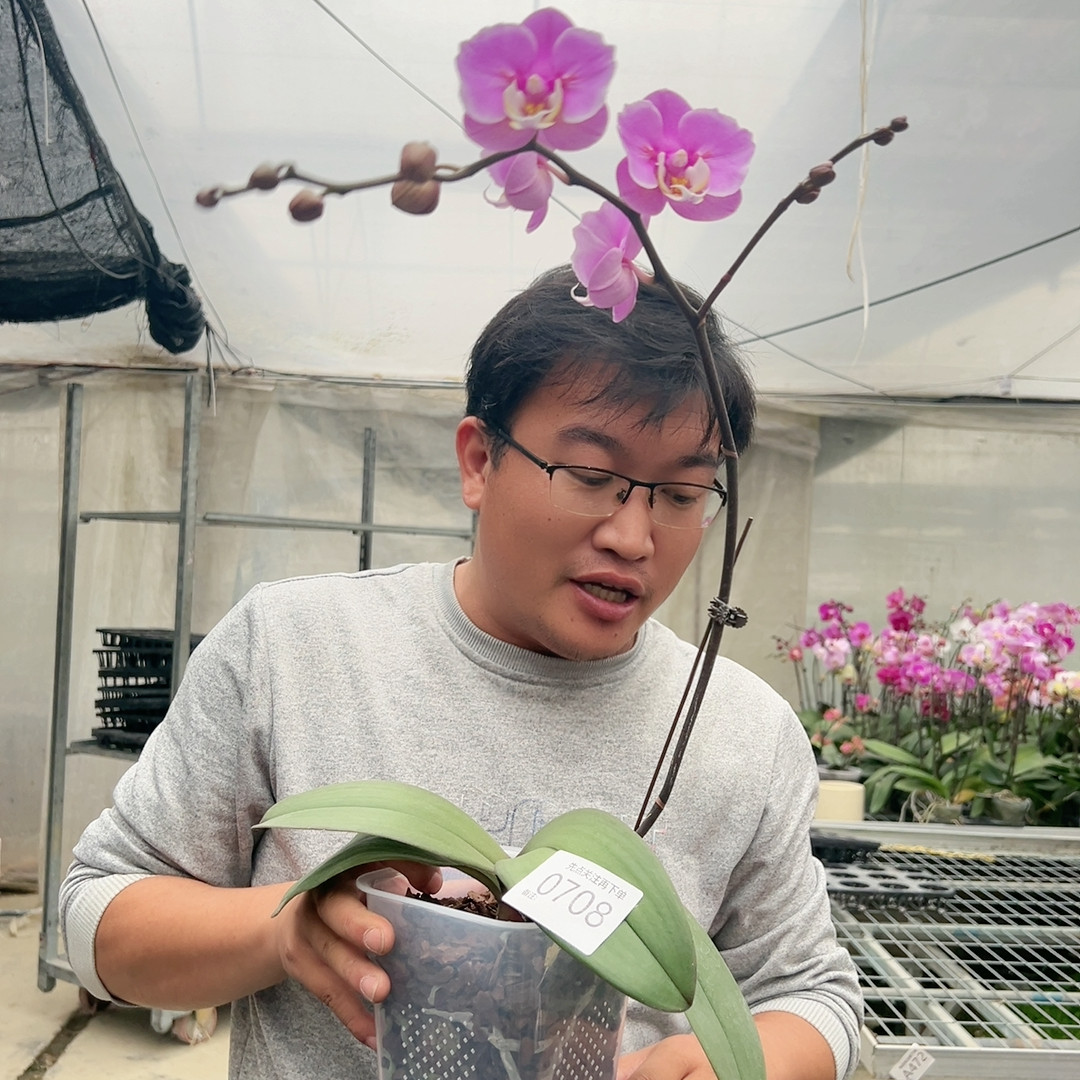 0708安娜两眼蕾丝变异4.5硬壳杯,鲜花速递/花卉仿真/绿植园艺,国兰/杂交兰/洋兰类,淘宝优惠券,粉丝福利购,淘宝优惠卷