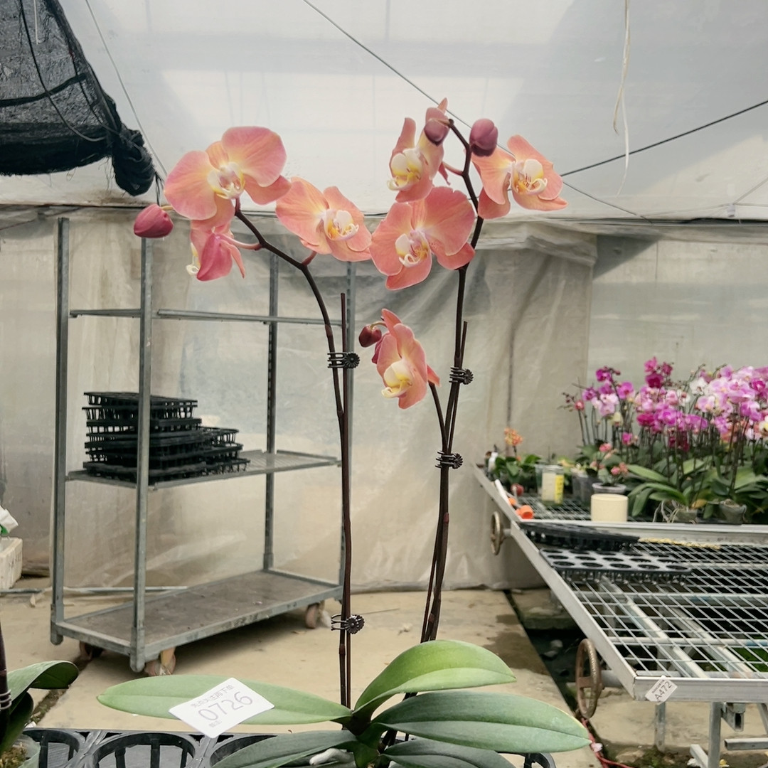 0726哈克三文鱼三花剑2.8杯,鲜花速递/花卉仿真/绿植园艺,国兰/杂交兰/洋兰类,淘宝优惠券,粉丝福利购,淘宝优惠卷