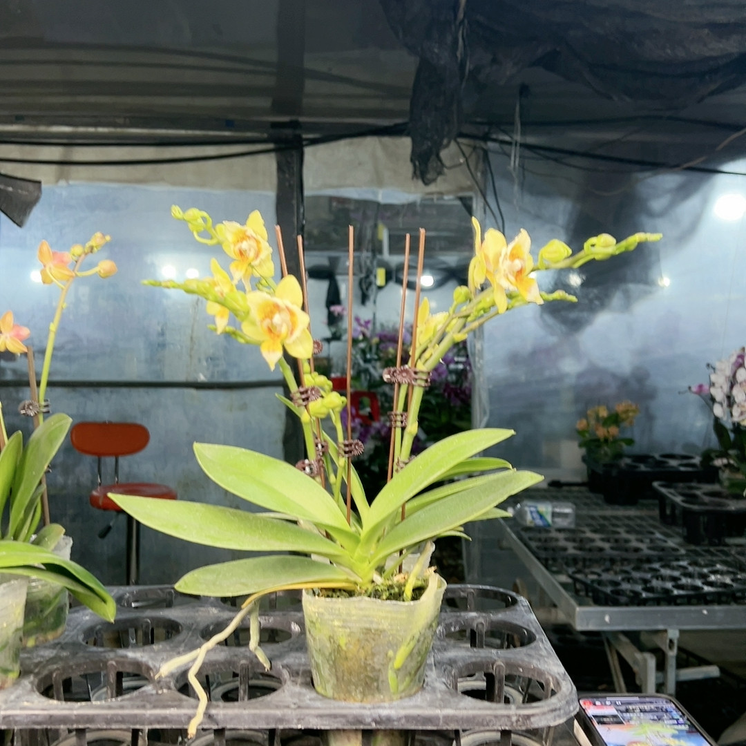 天使之眼双梗开花株,鲜花速递/花卉仿真/绿植园艺,国兰/杂交兰/洋兰类,淘宝优惠券,粉丝福利购,淘宝优惠卷