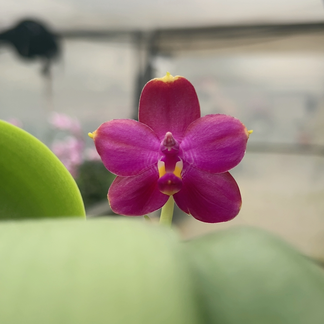 E119。圆胖子原生种 清仓大甩卖