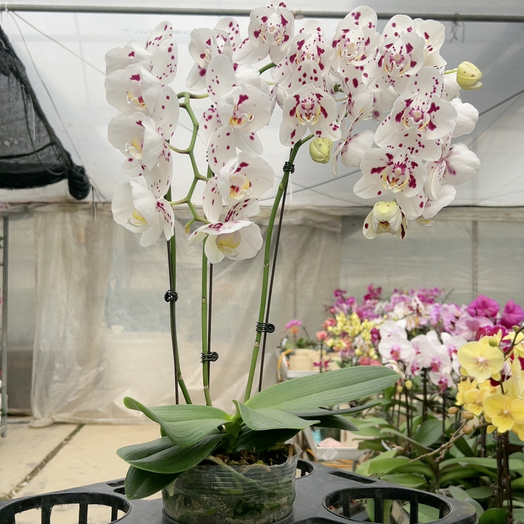 0978马拉喀什两眼变异5寸杯,鲜花速递/花卉仿真/绿植园艺,国兰/杂交兰/洋兰类,淘宝优惠券,粉丝福利购,淘宝优惠卷