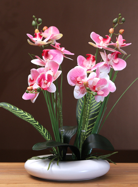 蝴蝶兰花瓶+花时尚靓丽