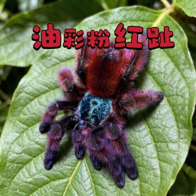 油彩粉趾蜘蛛活体温顺无毒可上手新手学生懒人宠物