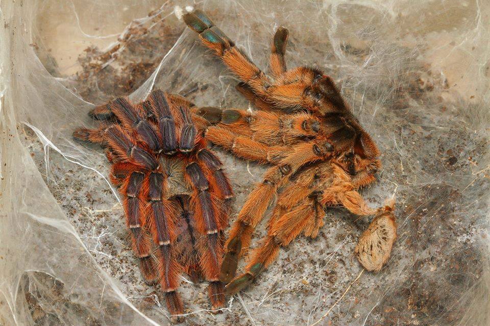 鲁弗斯火焰宠物捕鸟蛛1-5cm收藏品种颜色绚丽艳彩