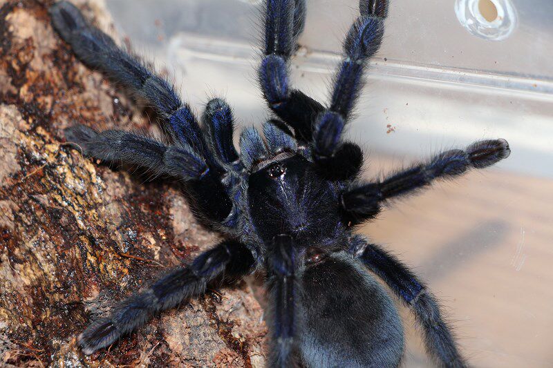 桑义赫黑紫宠物蜘蛛 蓝紫色树老虎捕鸟蛛