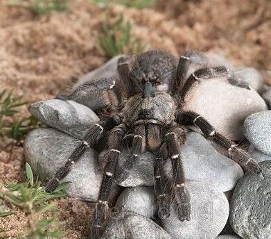 斜角巴布蜘蛛1.5cm活体巨形宠物毛蜘蛛活体异宠个性另类宠物