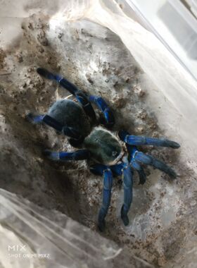 泰国金属蓝2~12cm亚成体蓝色凶猛 穴居魅力经典品种