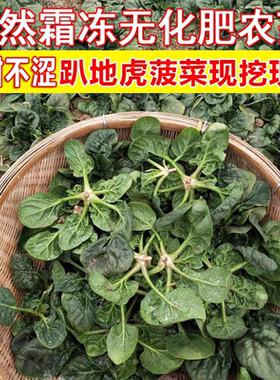 现挖蔬菜农村露天霜冻打菠菜趴地菠菜矮脚土菠菜新鲜红根菠菜包邮